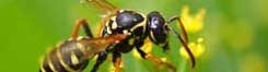 Hemet Wasp Control.