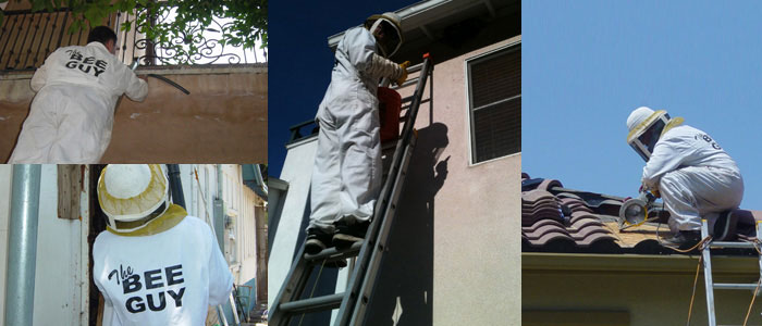 Bee Removal About Us Header Photo