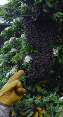 Live swarm removal from a tree.