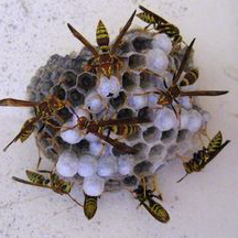 Wasp Removal Temecula CA